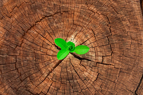 istock tree and strong seedling growing in center trunk 517521888