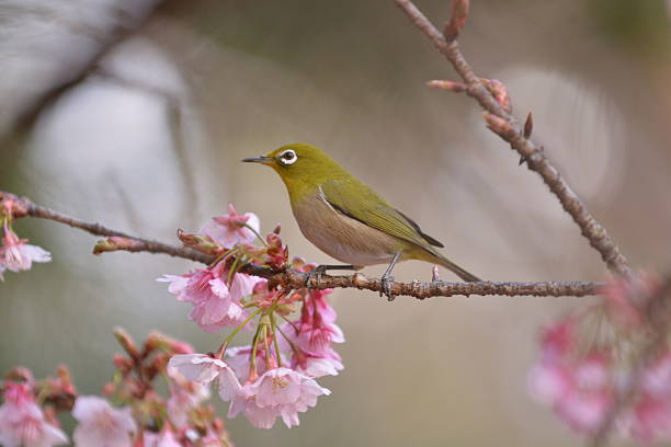 istock Cherry Blossom and Japanese White-eyes 517522352