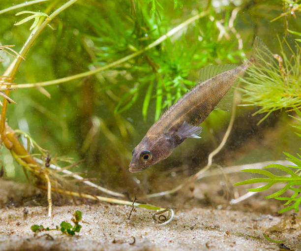 istock Male Ninespine Stickleback on Display 517522356