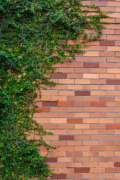 istock Green plant cover brick wall 517522575