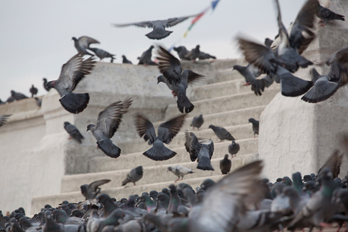 Pigeons on the Great stupa Bodnath, Kathmandu, early in the morning, Nepal