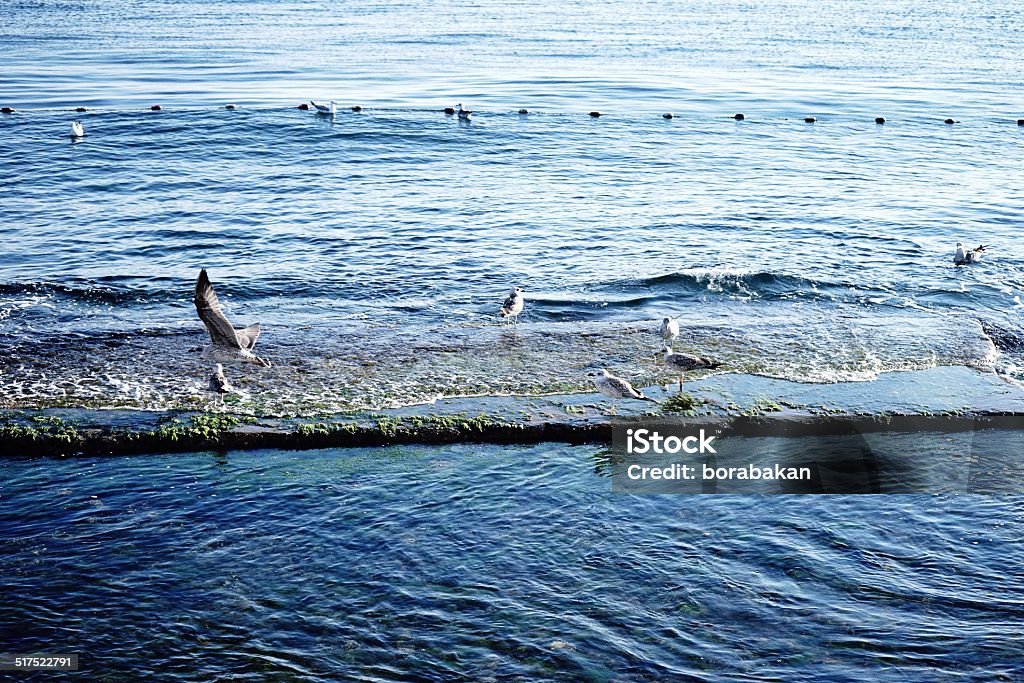 Seaside seagulls flying above cost of Mediterranean sea in sunny day. Aegean Sea Stock Photo