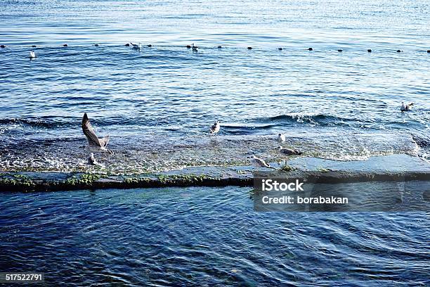 Seaside Stock Photo - Download Image Now - Aegean Sea, Alternative Lifestyle, Animal