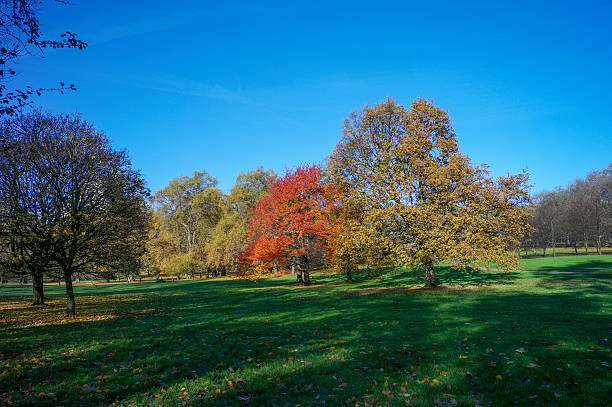 saint james park during fall in london england