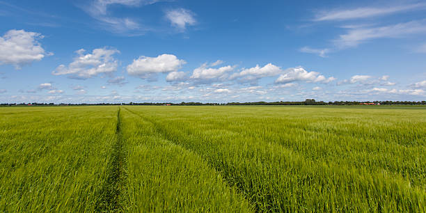 fazendas paisagem de verão - netherlands place - fotografias e filmes do acervo