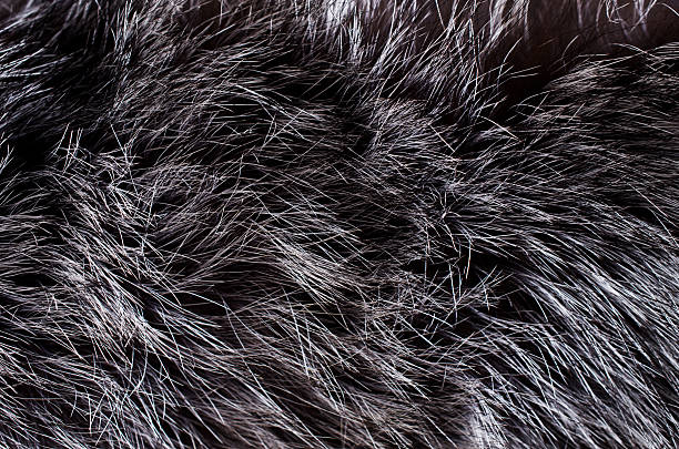 istock Background of dark fur 517525192