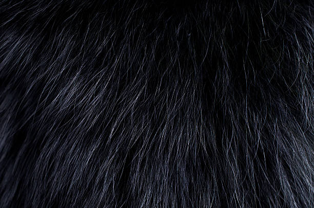 istock Background of dark fur 517525240