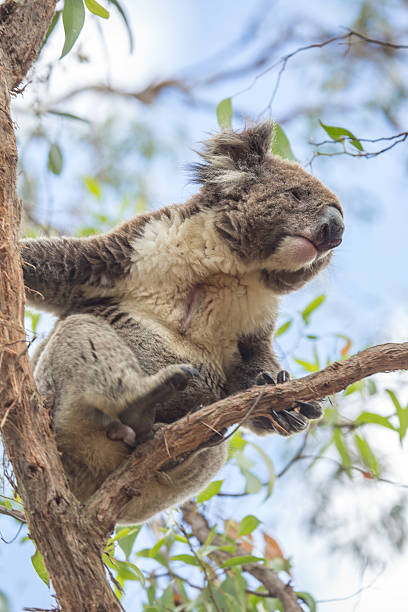 Close up of a Koala moving on an eucalyptus tree in Victoria's state of Australia.