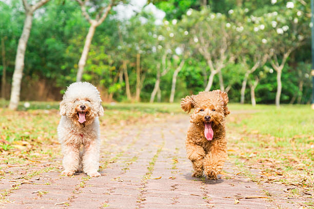 istock Tired dogs with long tongue resting after exercise at park 517525726