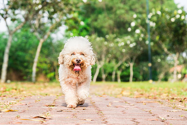 istock Tired dog with long tongue resting after exercise at park 517525800