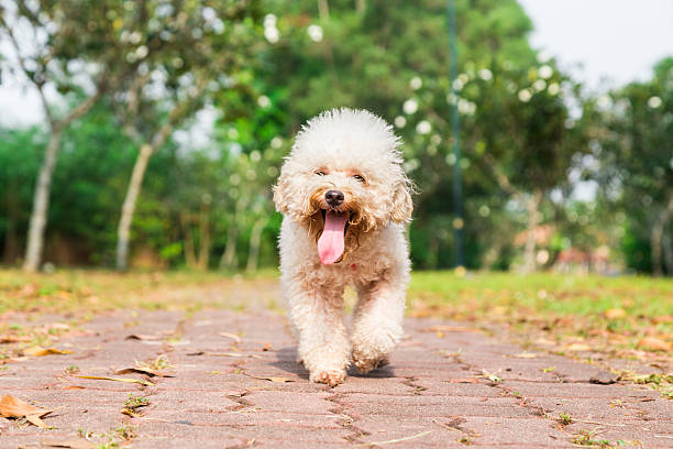 istock Tired dog with long tongue resting after exercise at park 517525848