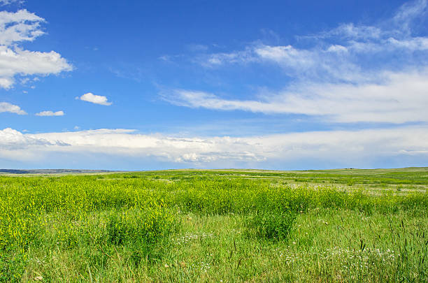 curta grama prairie - grass area field hill prairie - fotografias e filmes do acervo