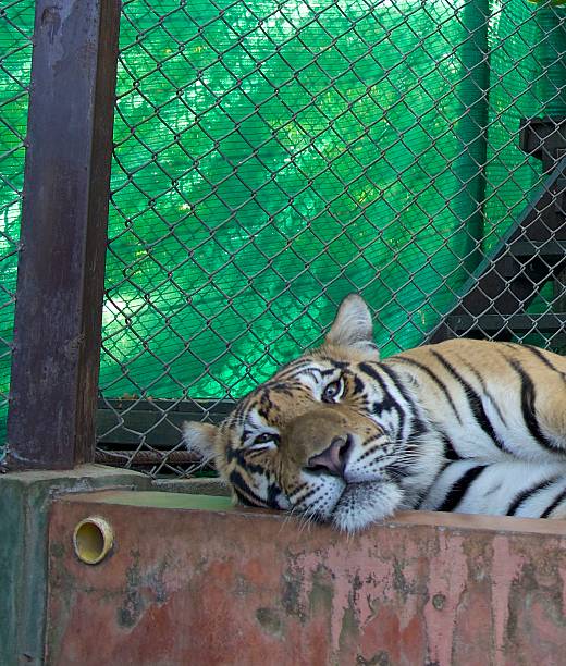istock Tiger Kingdom in Chiang Mai Thailand 517526456