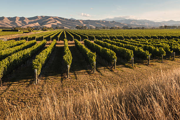 istock vineyard in Marlborough, New Zealand 517526664