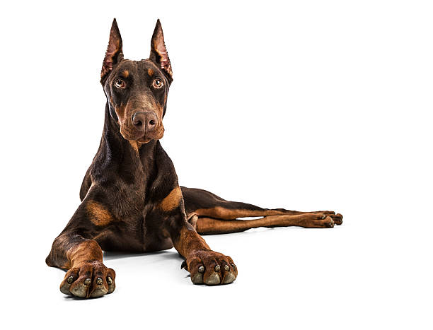 doberman - doberman pinscher - fotografias e filmes do acervo