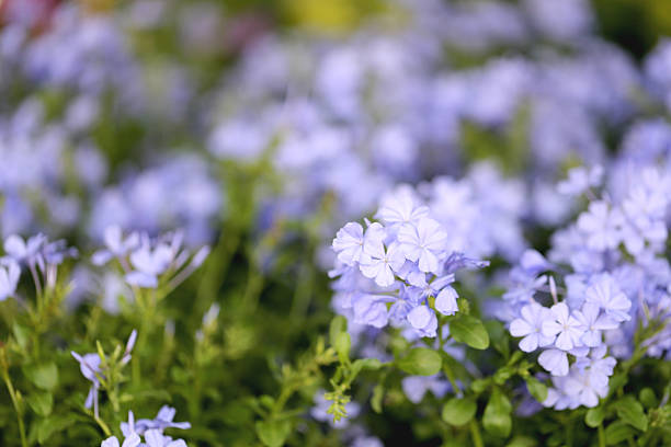 istock Purple flowers blooming. 517528589