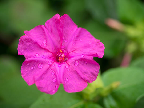 Strong pink beautiful marvel-of-Peru Strong pink beautiful marvel-of-Peru mirabilis jalapa stock pictures, royalty-free photos & images