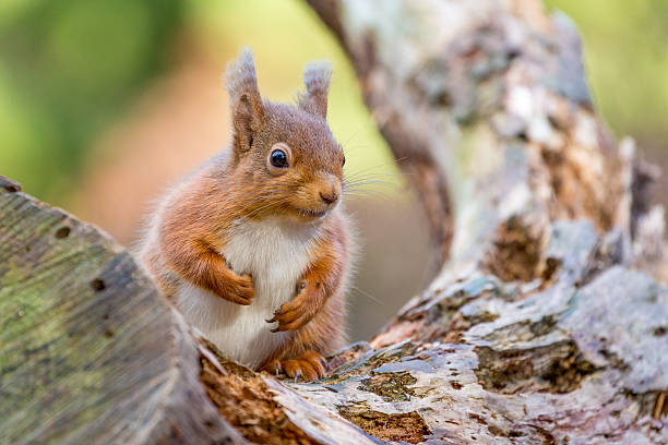 istock Red Squirrel sitting on log in English countryside 517529233