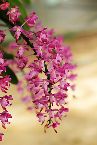 istock pink orchid flower in the nature 517529277