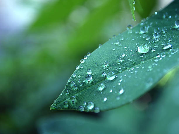 istock Beautiful water drop on Green leaf 517530531