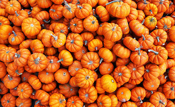 istock Heap of tiny pumpkins 517530881