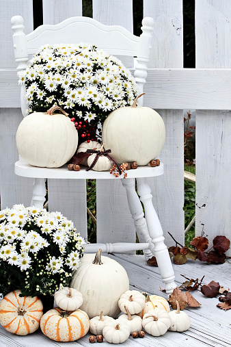 Beautiful white pumpkins and mums sitting on an old vintage chair on a porch in the autumn.