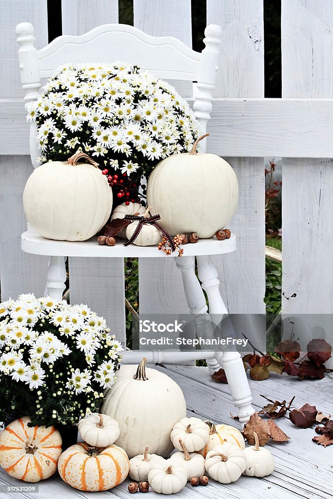 White Pumpkins and Mums Beautiful white pumpkins and mums sitting on an old vintage chair on a porch in the autumn. Pumpkin Stock Photo