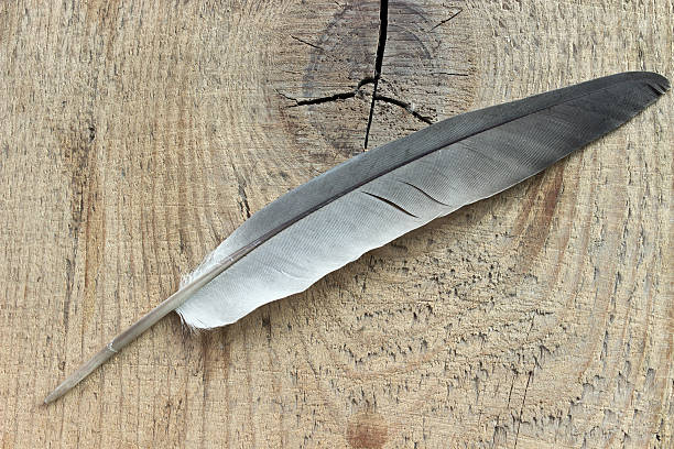 istock Feather on wooden background 517531357
