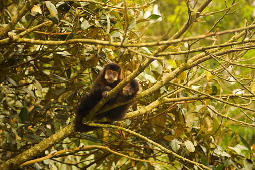 A brazilian monkey capuchin on the tree with a puppy.