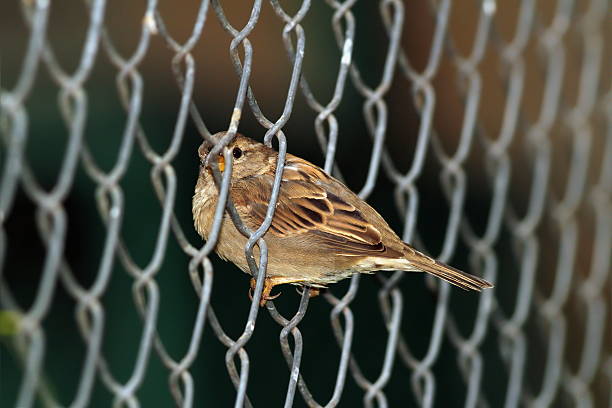 istock sparrow in wire fence 517532231