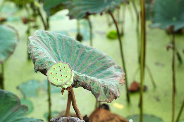 istock Lotus seeds in the nature 517532615