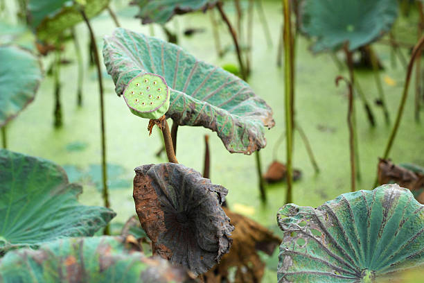 istock Lotus seeds in the nature 517532623