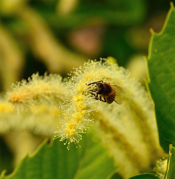 Bee collecting on chestnut flowers