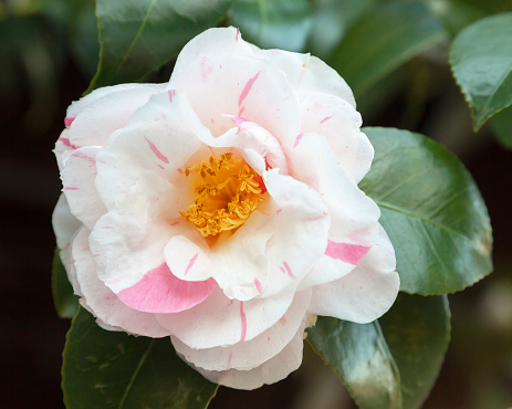 Beautiful white and pink striped flower and glossy leaves of Camellia japonica 'Tricolor' in spring