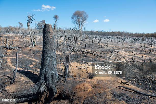 Deforestation In Africa Stock Photo - Download Image Now - Africa, Deforestation, Slash And Burn