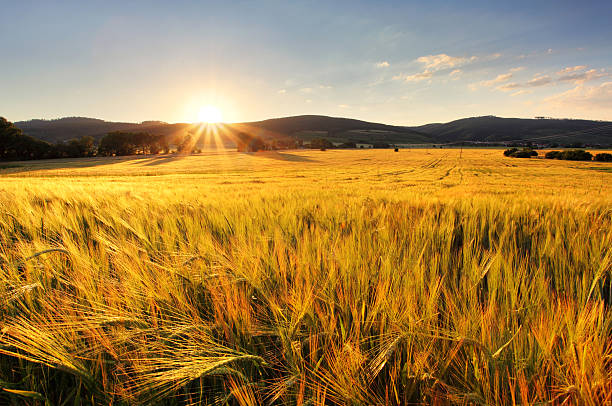 istock Wheat field - agriculture farm, industry 517533323