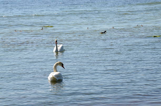 istock Peaceful swans in water 517533345