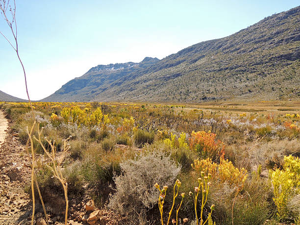 환경은 세더버그 자연 보호 구역, 남아프리카 - sentinal 뉴스 사진 이미지