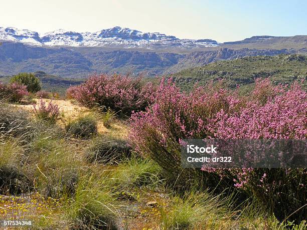 Landscape In Cederberg Nature Reserve South Africa Stock Photo - Download Image Now