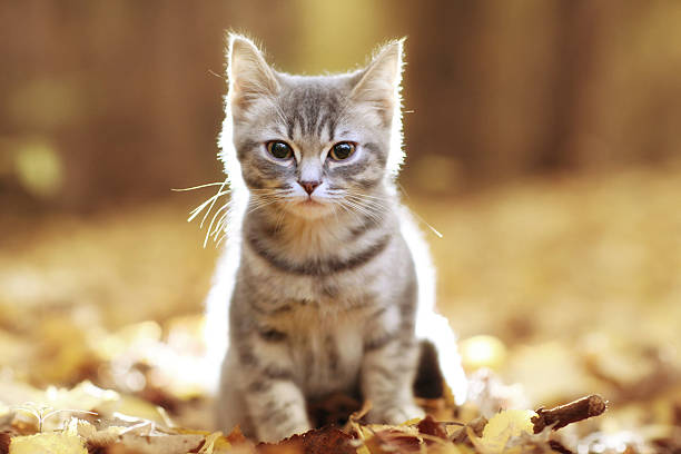 istock British kitten in autumn park, fallen leaves 517534891