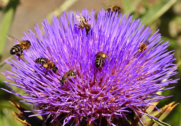 Bees and wasps on artichoke flower