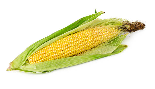 épi de maïs isolé - corn on the cob corn crop food and drink healthy eating photos et images de collection