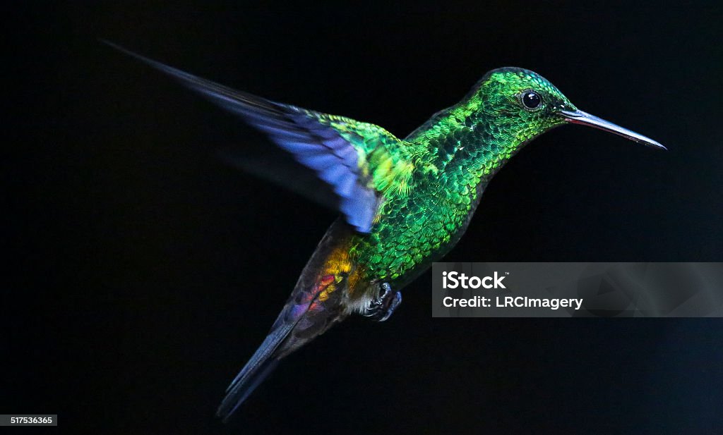 Glowing Humming Bird Trinidad & Tobago Hummingbird Stock Photo