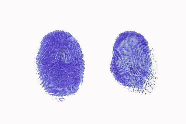 dwóch odcisków palców na białym tle - fingerprint blue human finger fingermark zdjęcia i obrazy z banku zdjęć