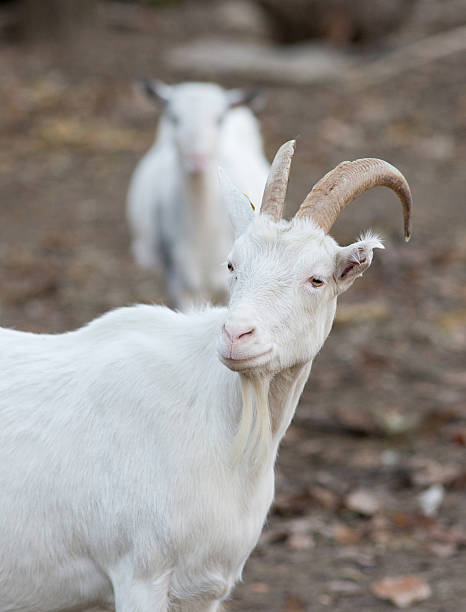 istock Saanen goat on the farm 517537054