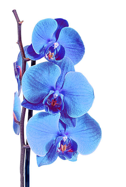 istock Blue branch orchid  flowers, Orchidaceae, Phal 517537324