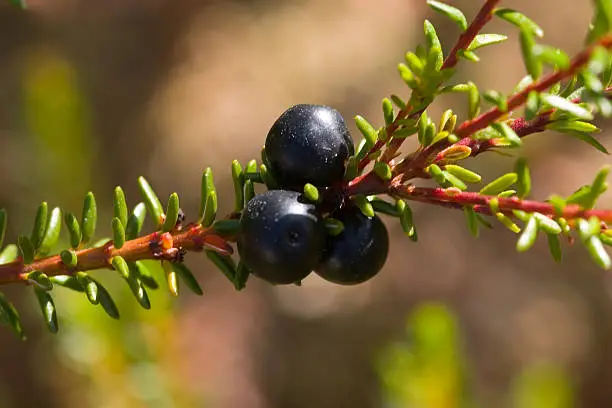 Crowberry close up - a marsh berry