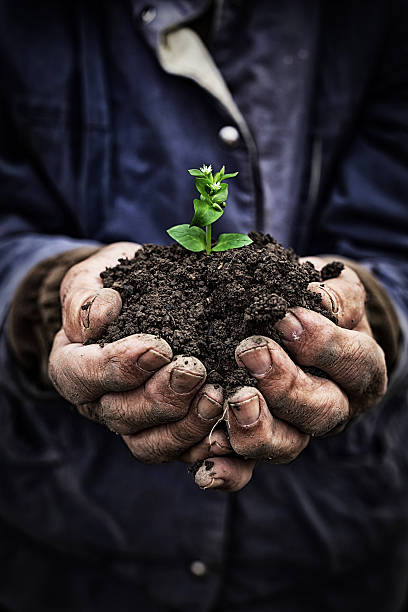 uomo anziano con nuova crescita-mani primo piano - human hand gardening vegetable garden farm foto e immagini stock