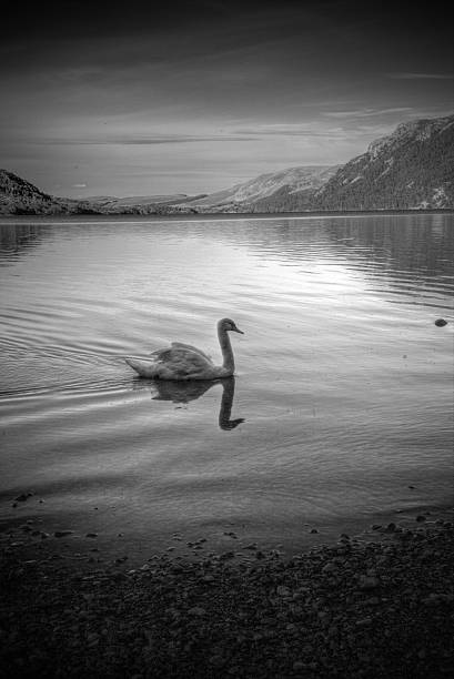 istock Black and white image of a swan on a lake 517539920