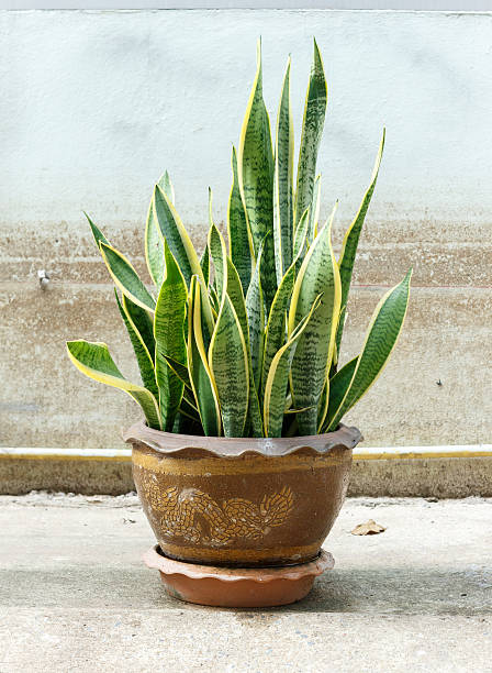 Sansevieria trifasciata Sansevieria trifasciata in pot on old wall background sanseveria trifasciata stock pictures, royalty-free photos & images